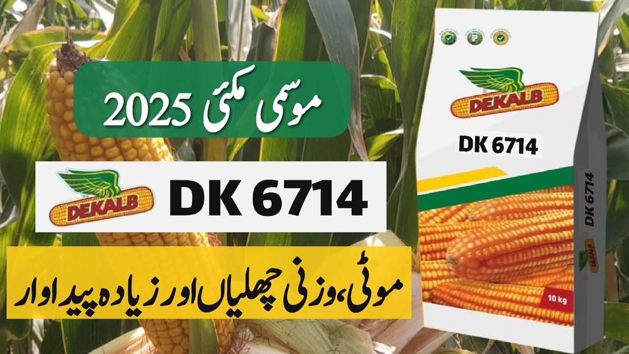 Salient Features of DK 6714 Hybrid Corn Seed || High Yield Autumn Season Maize Seed || Crop Informer