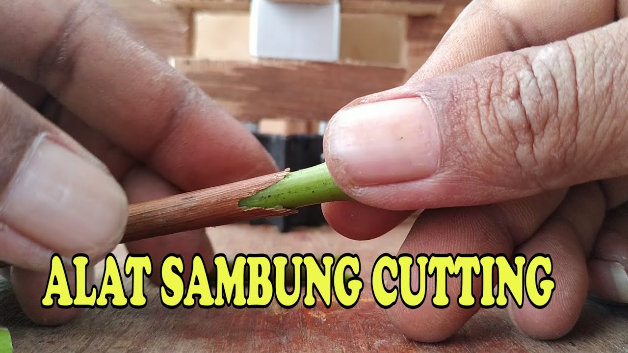 Alat sambung cutting sederhana, DIY Grafting tools for grapes cuttings