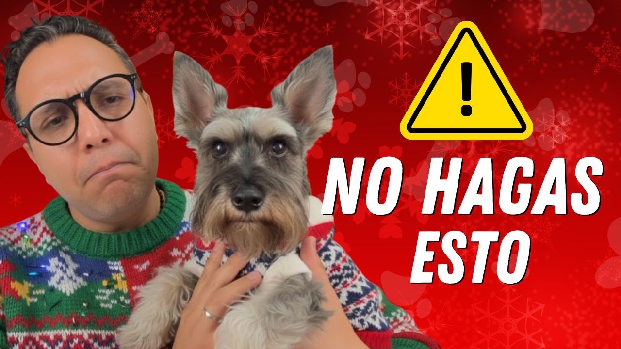 7 errores que cometemos en diciembre con nuestros perros (y cómo evitarlos)