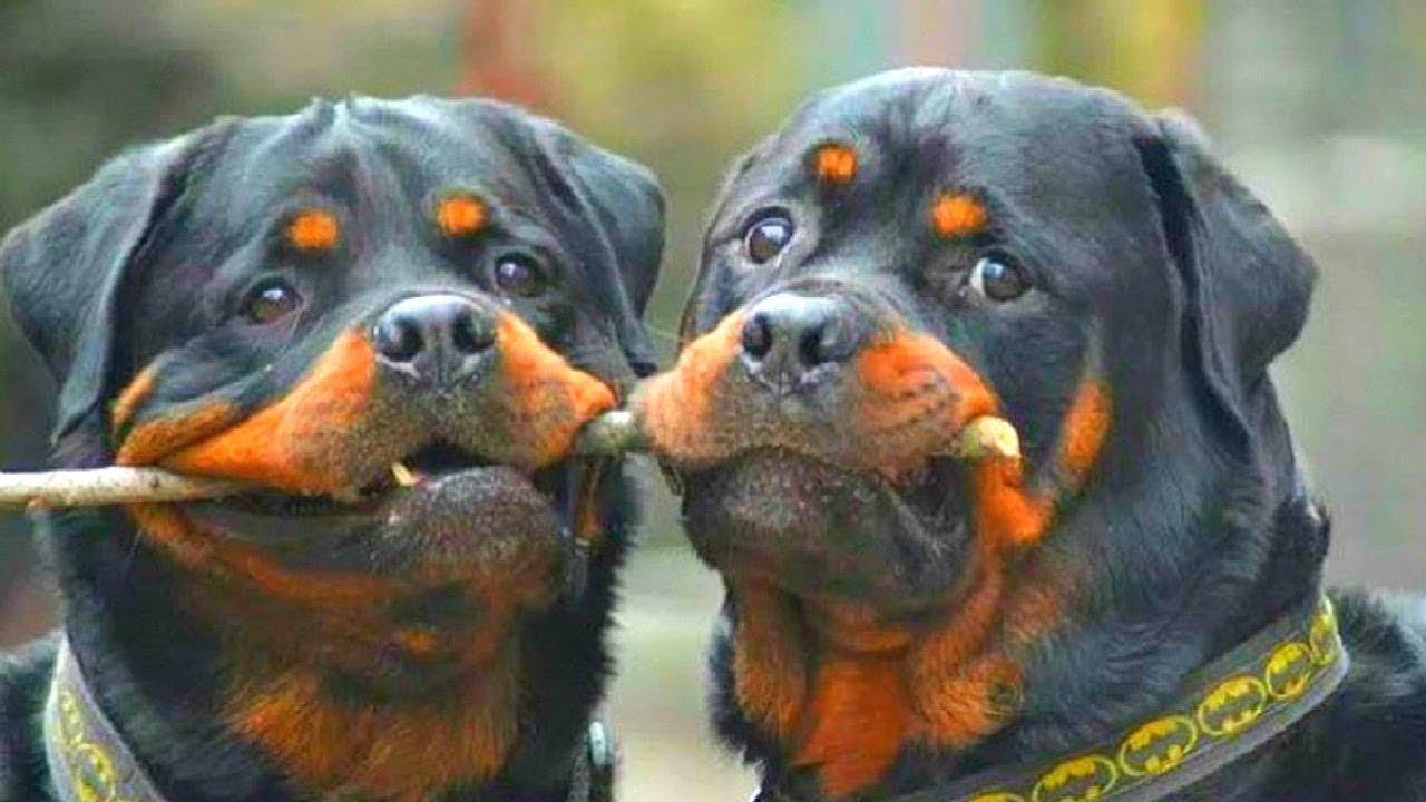 [Oh My Dog] Funniest Rottweiler Videos - Compilation 2017 #1