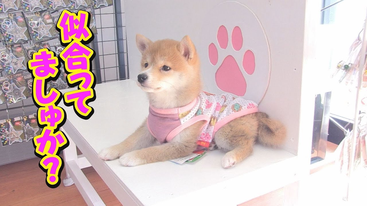 試着もOK♪ショッピングに大喜びの柴犬兄弟♥