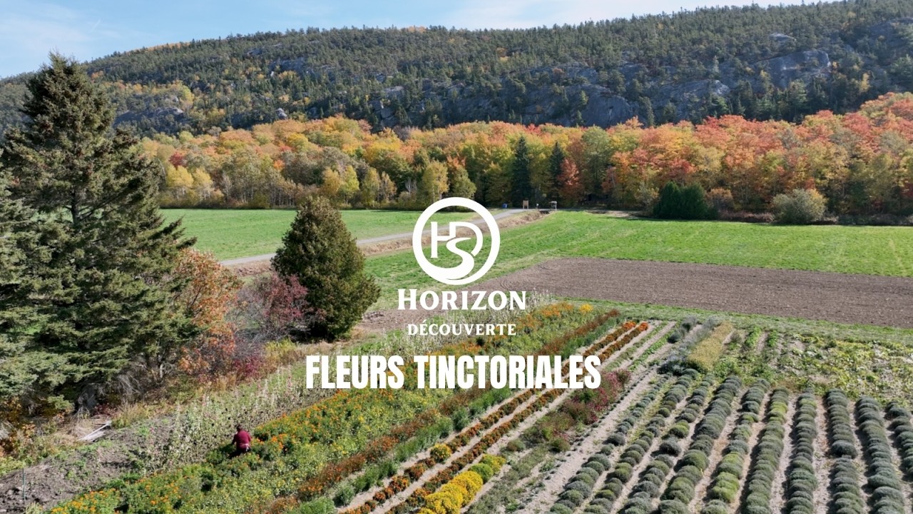 Horizon Découverte: Fleurs tinctoriales