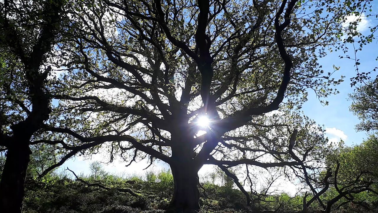 Horner Wood Ancient Trees Walk