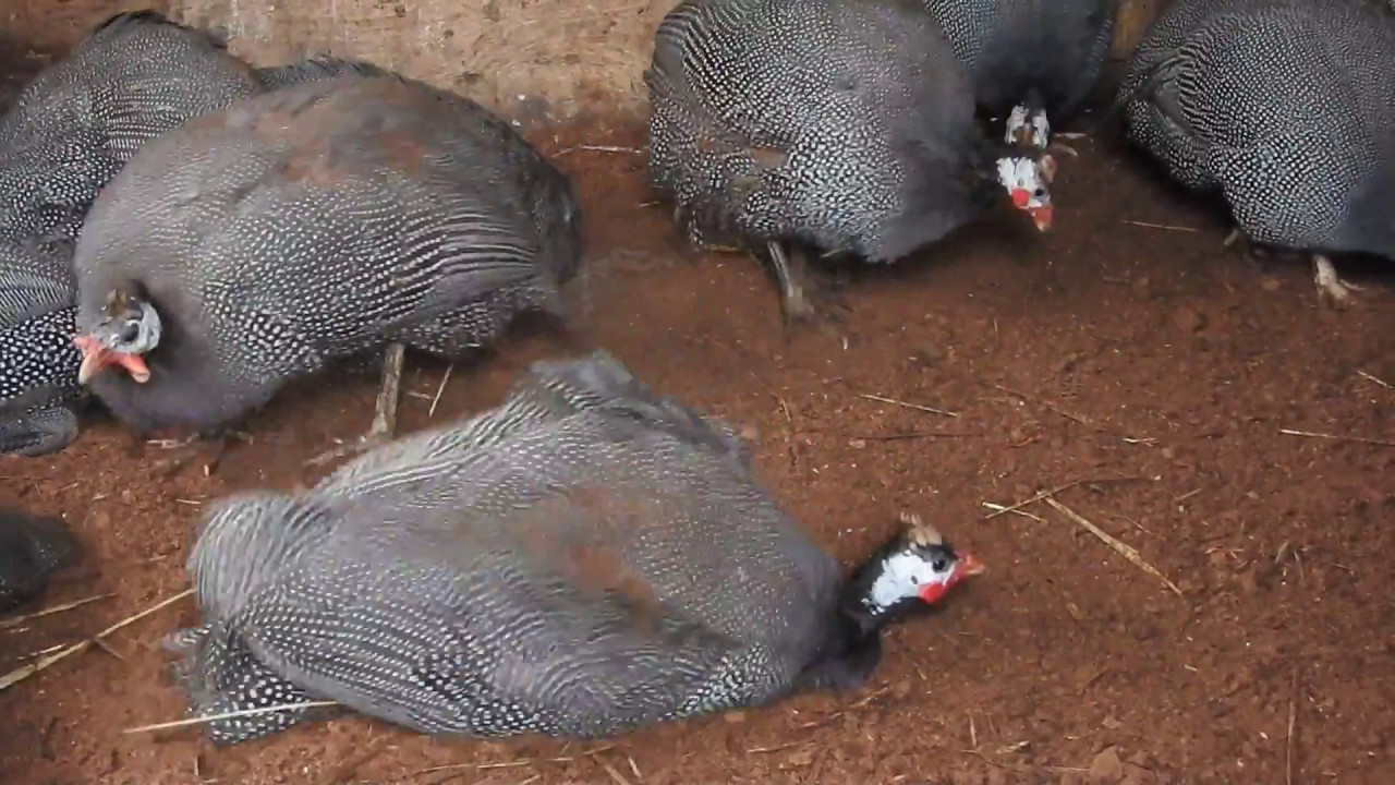 guinea fowl