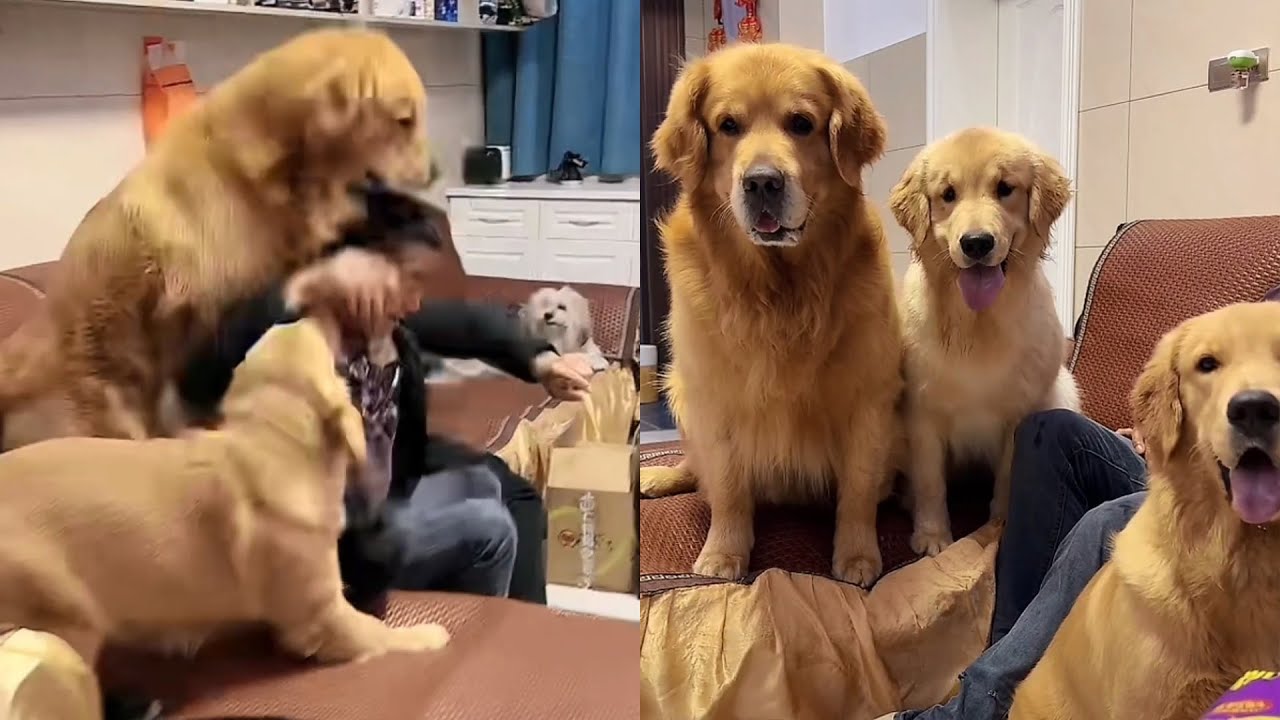 У собак есть своя индивидуальность и мышление. ❤️#聪明旺豆豆 #goldenretriever