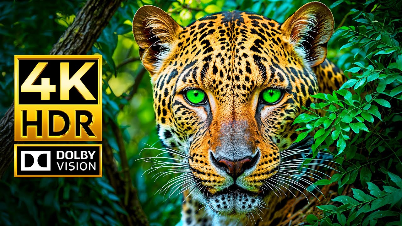 THE CHARMING BEAUTY OF ANIMALS 4K HDR | with Cinematic Sound (Colorful Animal Life)