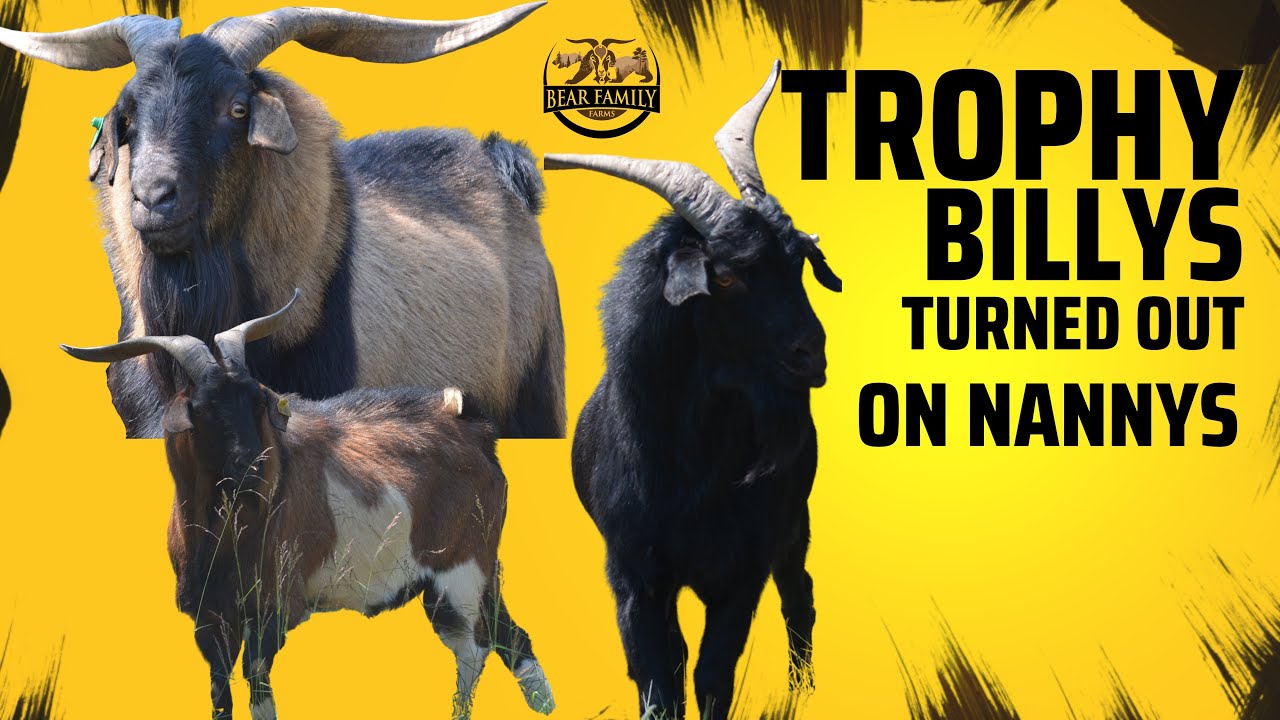 SPANISH BILLY GOATS Turned Out on Nannys