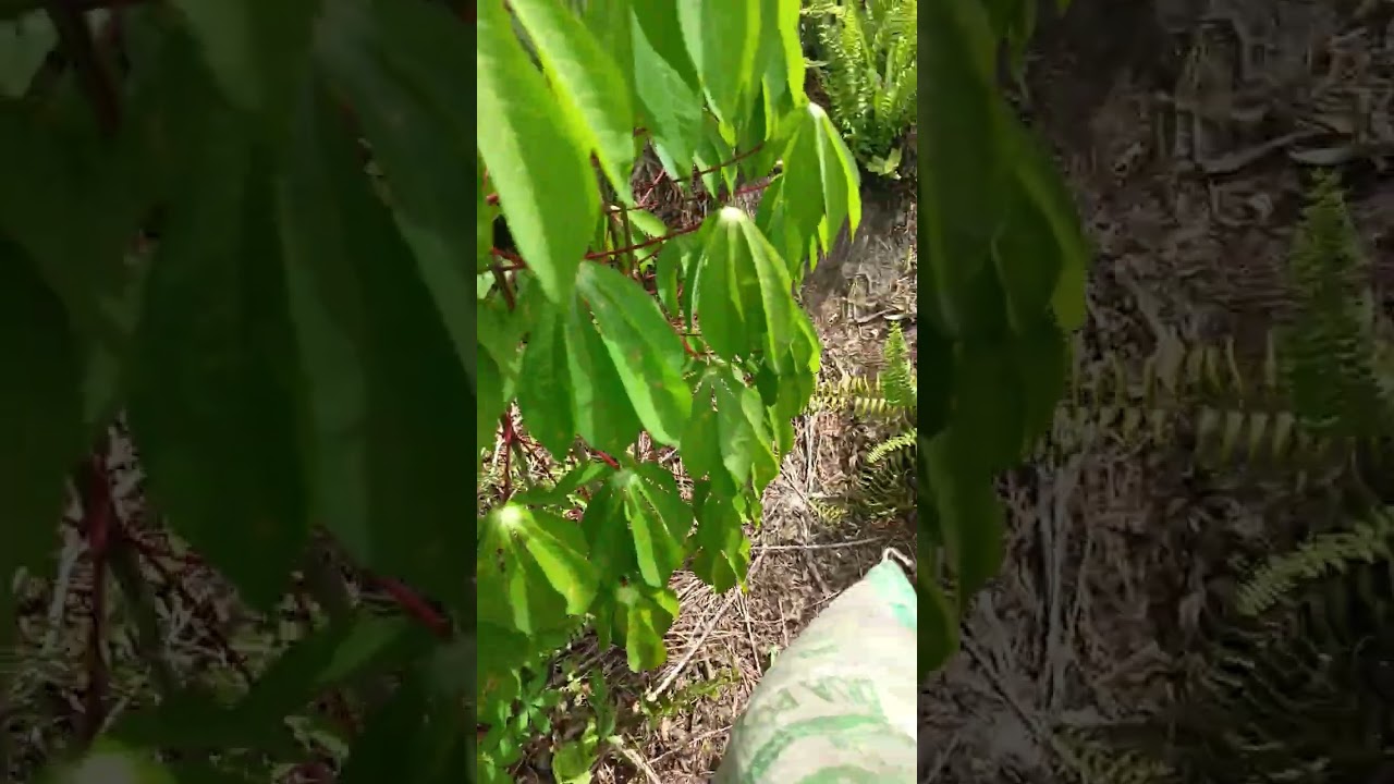 @sekarang Penen ubi dan daun singkong 