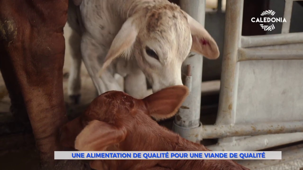Une alimentation de qualit&eacute; pour une viande de qualit&eacute;