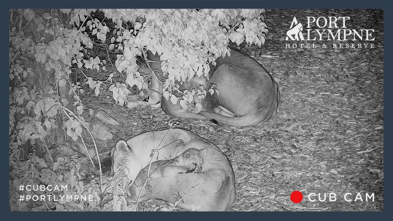 Lion Cub Cam Highlight | Lion Cub Cuddling Up With Dad