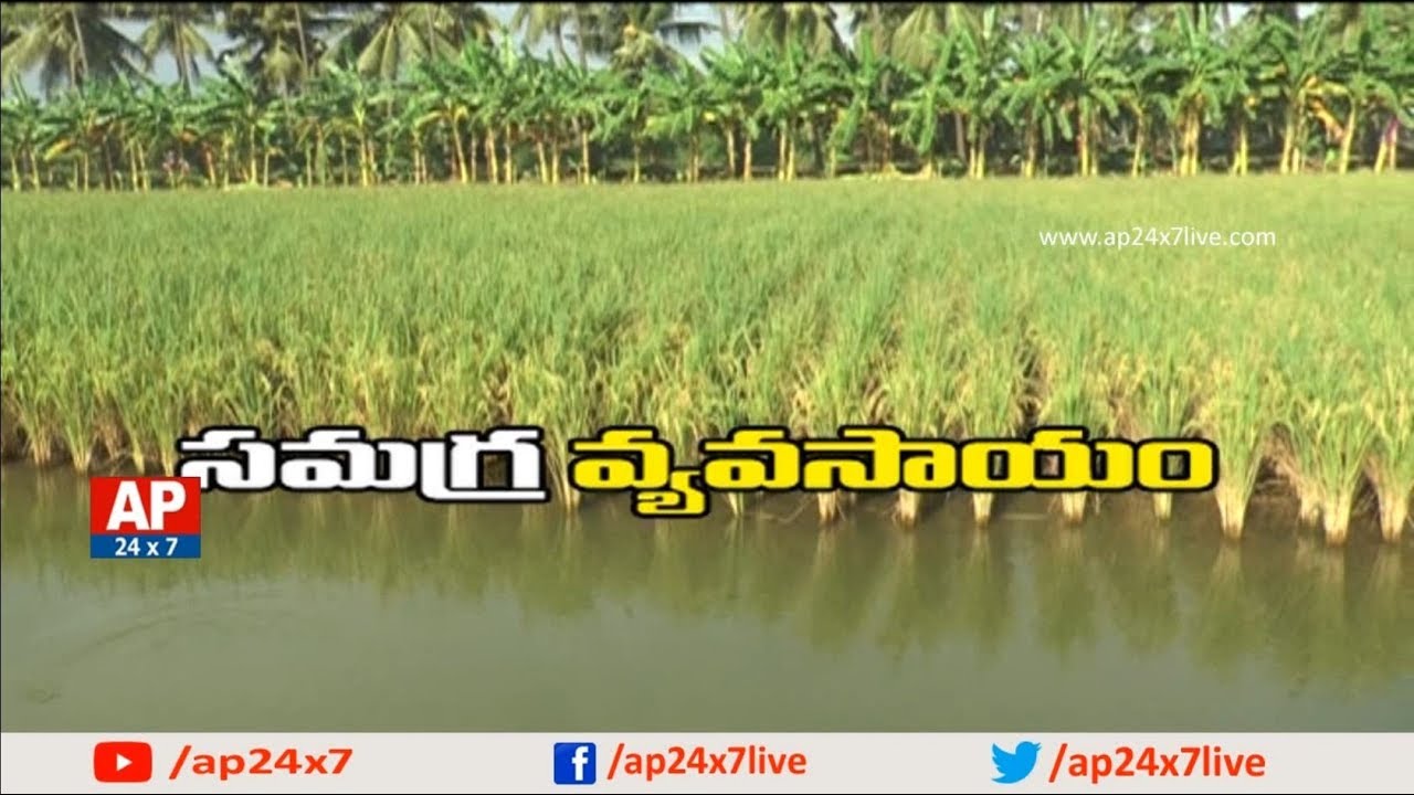 సమగ్ర వ్యవసాయం | Rice & Fish Mixed Farming on Integrated farming System | Rythu Ratham | AP24x7