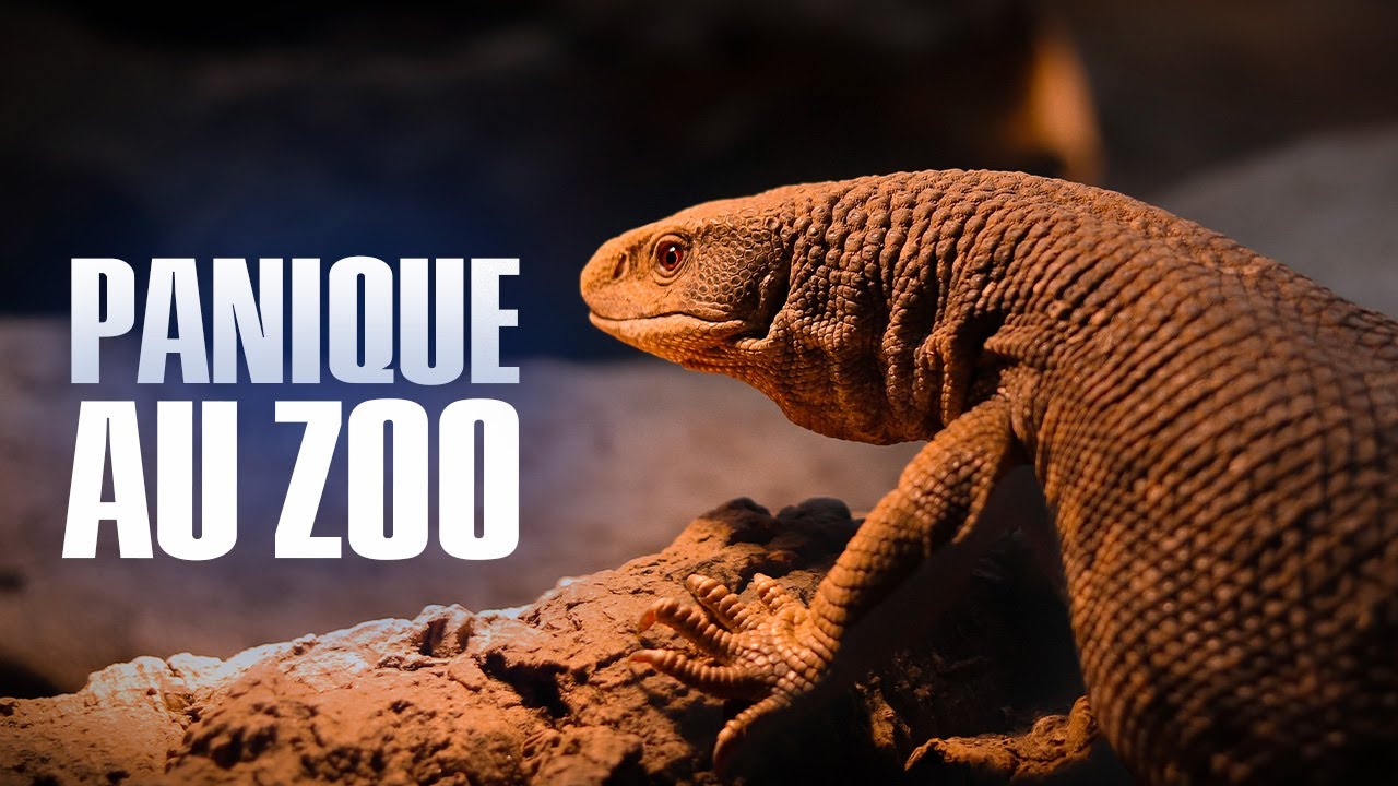 Un VARAN s’échappe du ZOO… PANIQUE chez les VÉTÉRINAIRES - Reportage - BSF
