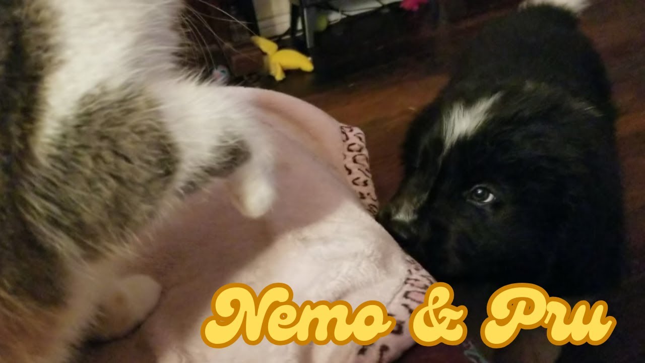 Captain Nemo the Newfie and Dear Prudence the Exotic Shorthair