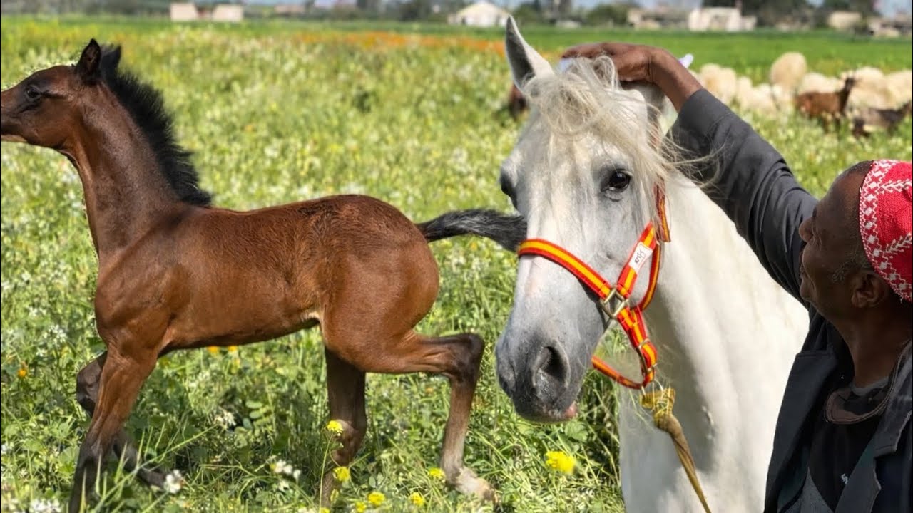 خرجنا اجمل عودة عند بادريس الربيع باش يلعب ولدها 🥰(واش كاين الجمال عند بادريس ولا لا )