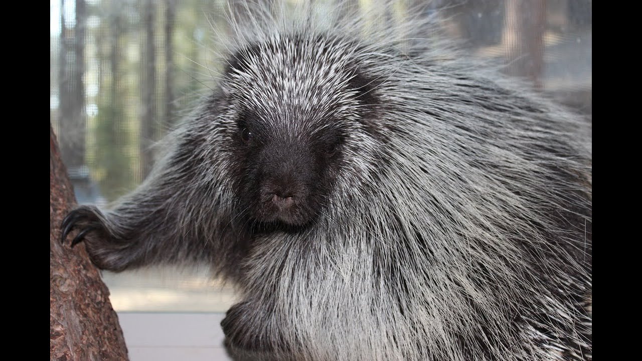 Watch Wild Animals Rehabilitated By Lake Tahoe Wildlife Care At The Outdoor Learning Center