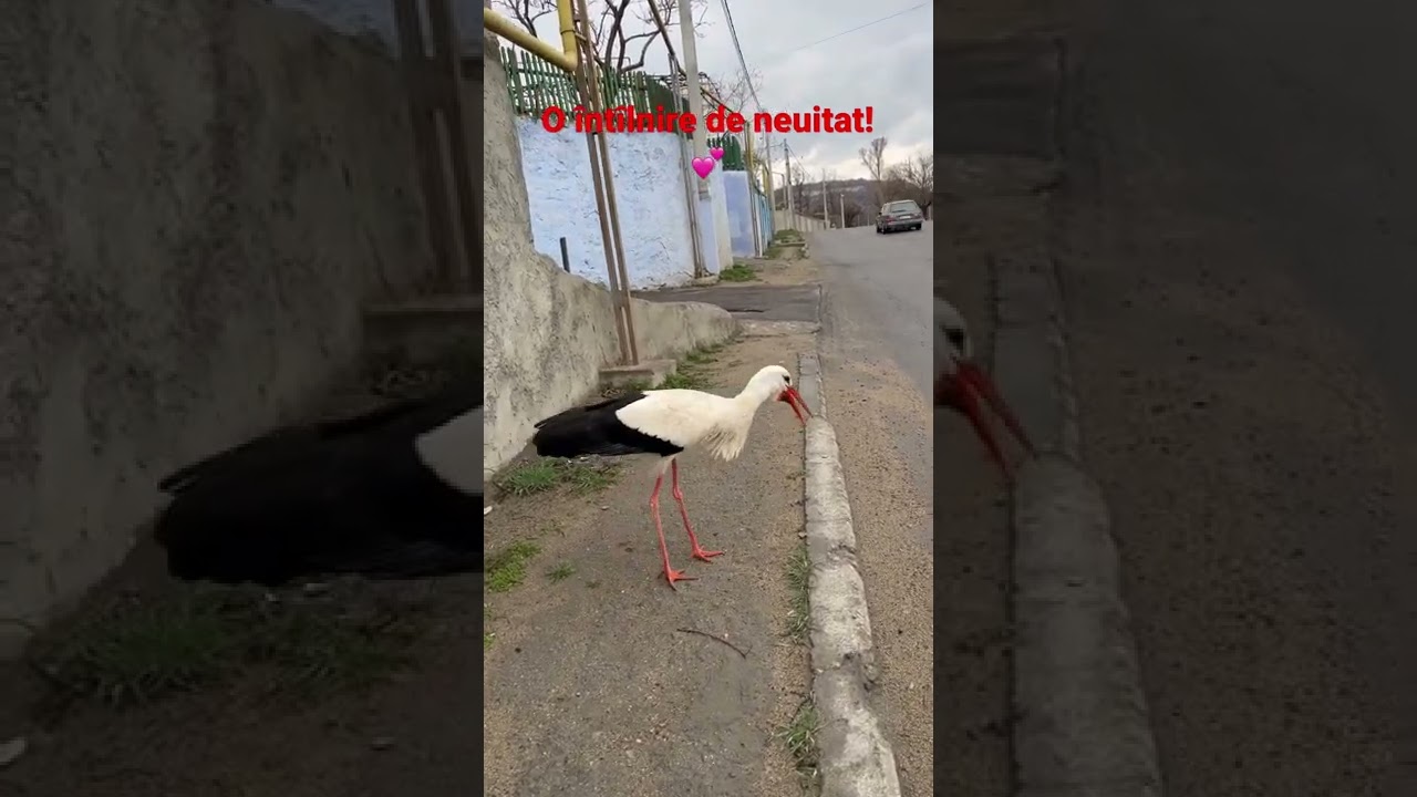 &ldquo;UITE BARZA!&rdquo;