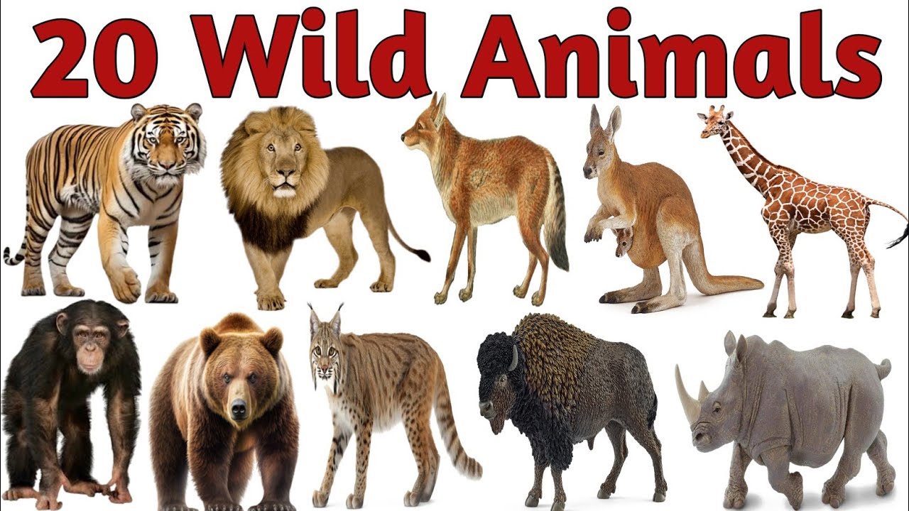 20 wild Animals Name for Kids | Learn Wild Animals | जंगली जानवरों के नाम हिन्दी और इंग्लिश में 