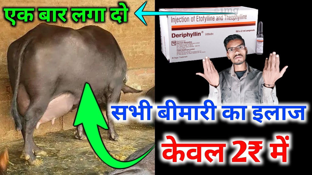 Only 2₹ Animal treatment || Deriphyllin injection uses in cattle || Pneumonia in cattle | Cough/H.S.