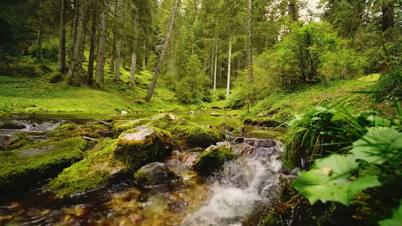 ЗВУКИ ПРИРОДИ ДЛЯ СНУ Журчання води спів птахів ШУМ  ВОДОСПАДУ РІЧКИ🌹🔔💌 Насолоджуйтесь 💦🌳 🌊 ️🌞 🐦