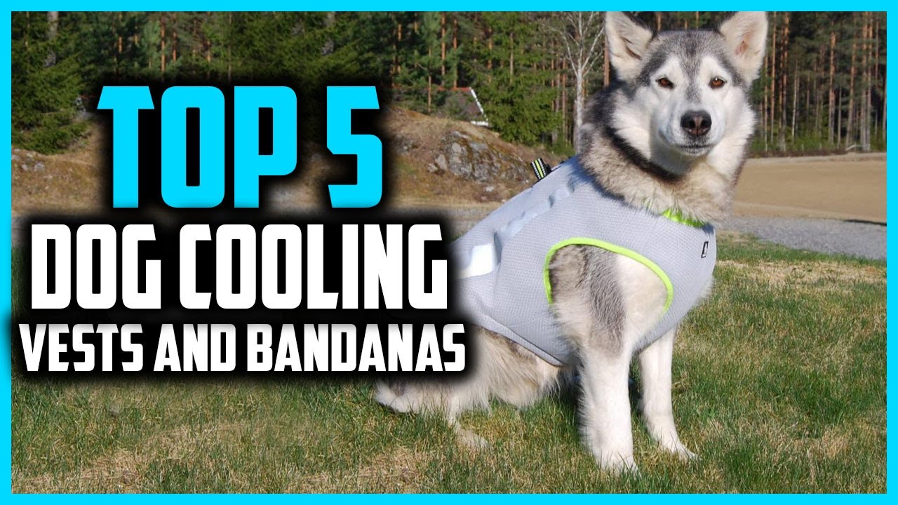 ✅Top 5 Best Dog Cooling Vests and Bandanas in 2026