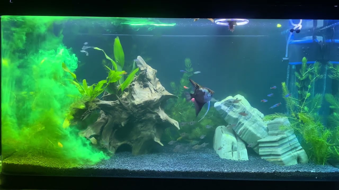 Aplicação de Labcon Ictio e Aqualife para tratamento de íctio nos peixes do aquário