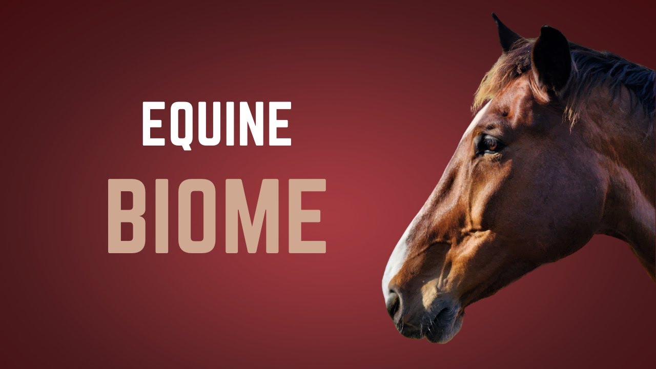 Equine Microbiome: Why Gut Microbiome is Important & How Nutrition Can Support the Intestinal Biome