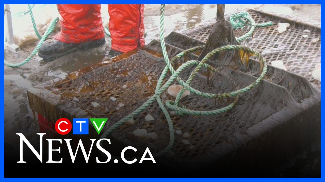 How P.E.I. oyster farmers harvest prized shellfish from beneath thick winter ice
