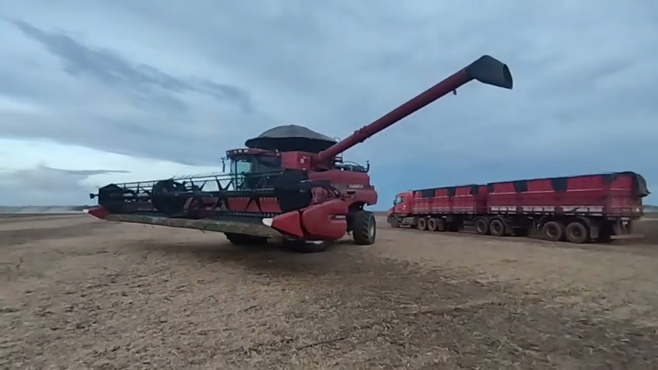 OLHA A ALEGRIA DA GALERA QUANDO TA ACABANDO A COLHEITA 
