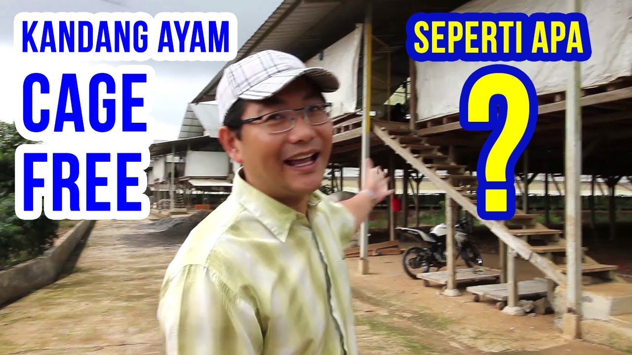 Kandang ayam Cage Free pertama dan satu-satunya di Indonesia