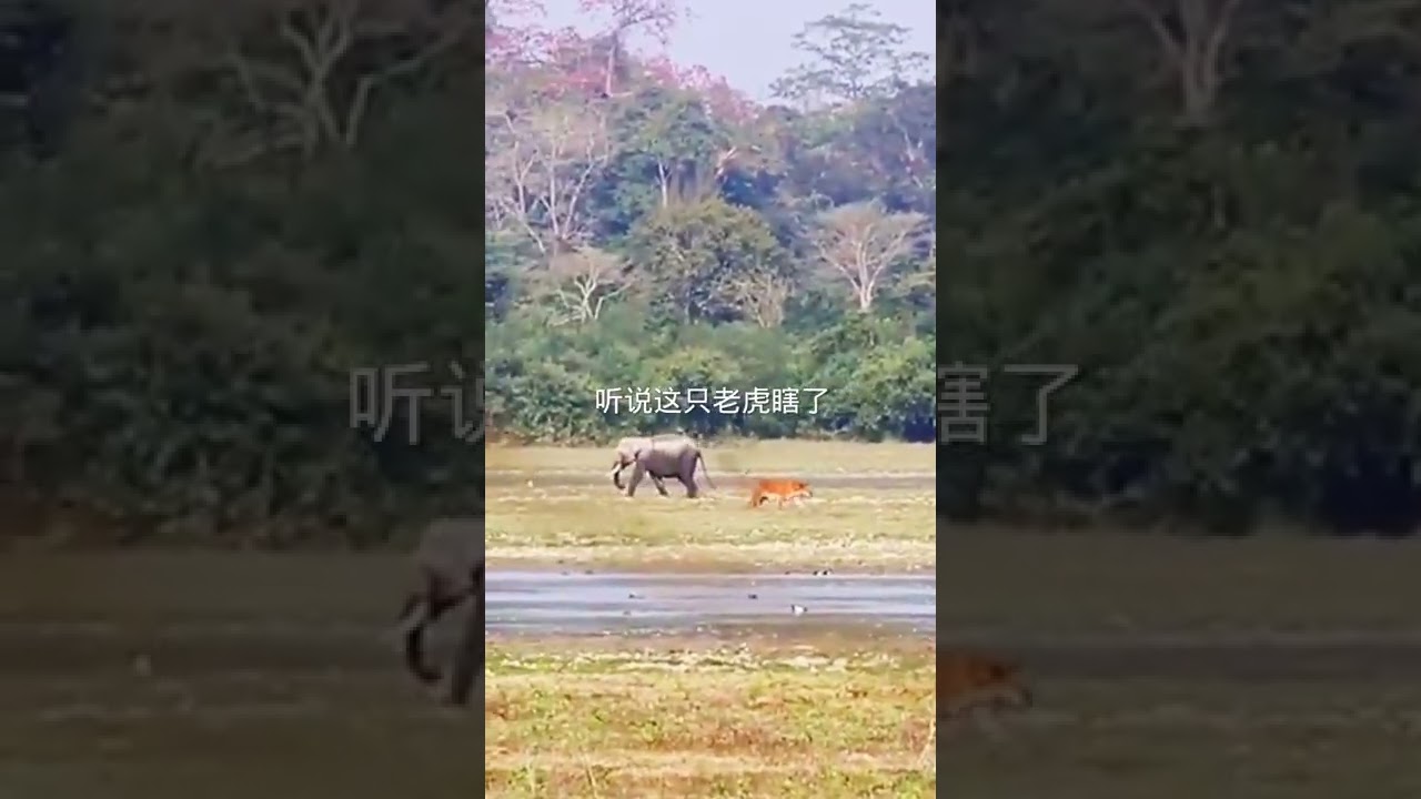 Tiger VS Elephant, Who's Afraid of Who?