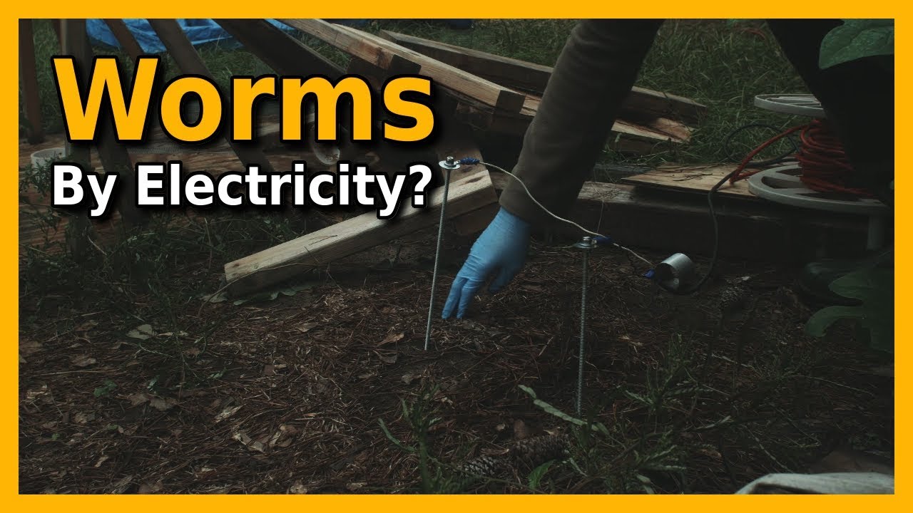 Worms Electric | Does It Work?
