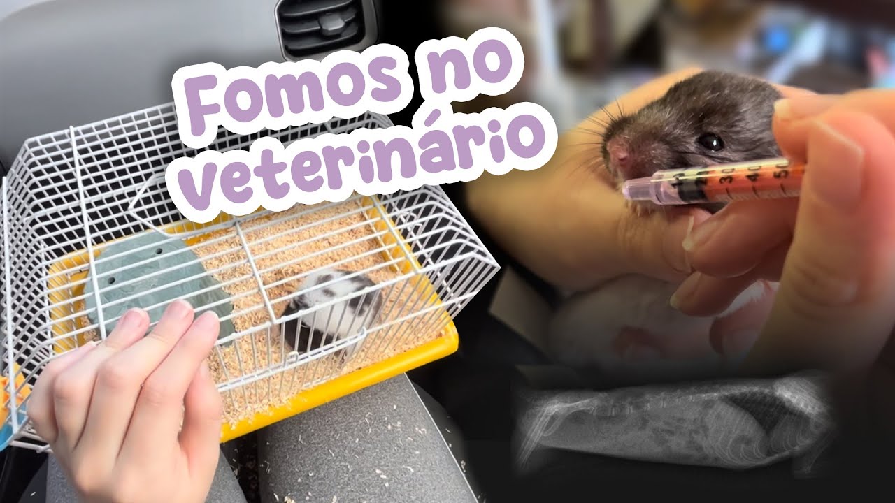 Oreo precisou ir no veterinário