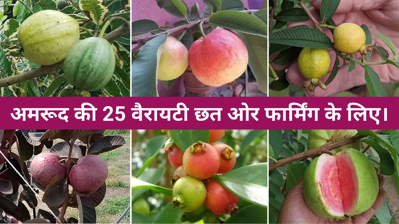 Best Guava for terrace & Farming | Avadh nursery | Malihabad | Online Plants