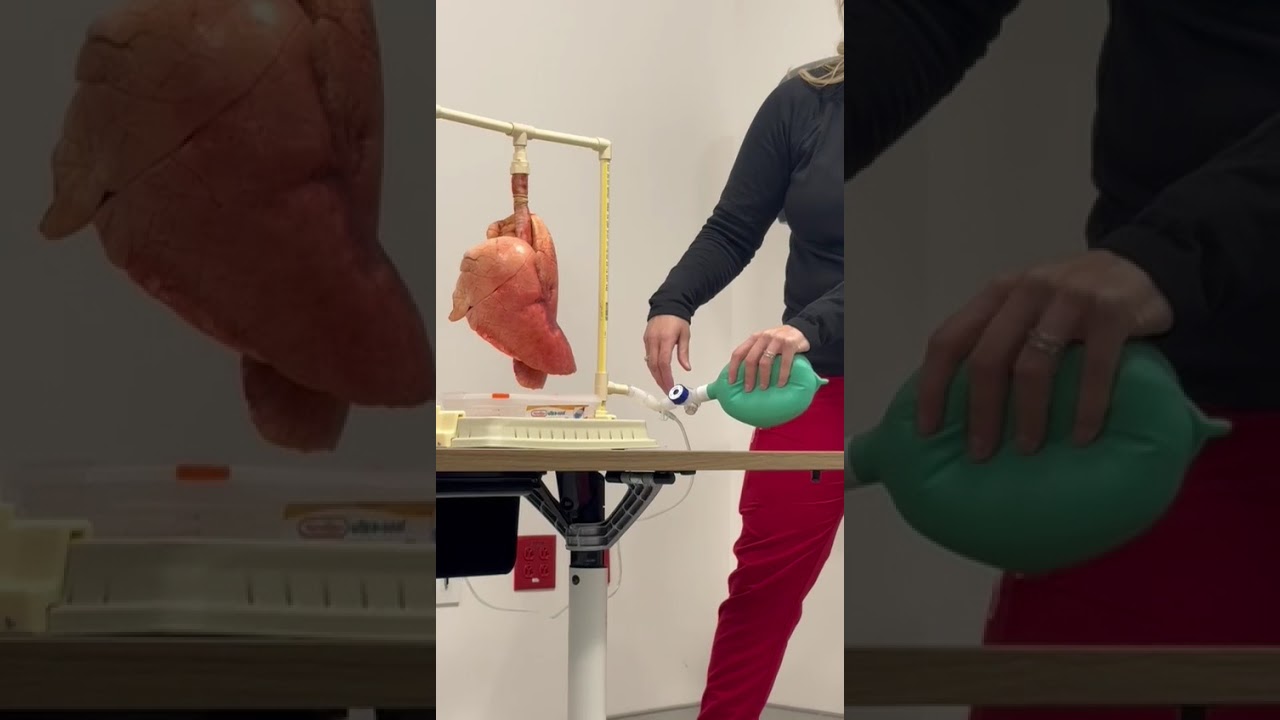 Ventilator/Bagging 101 with the pig lung 