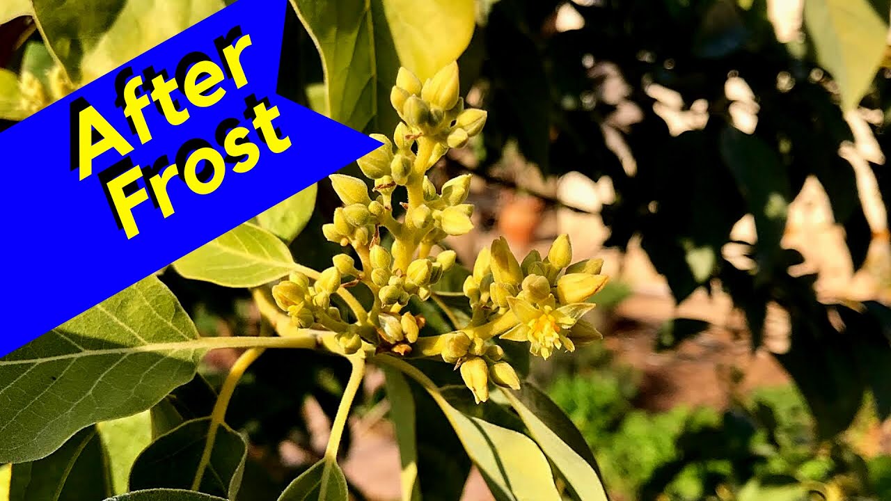 Mexicola Avocado Tree (After Frost Still Flowering)