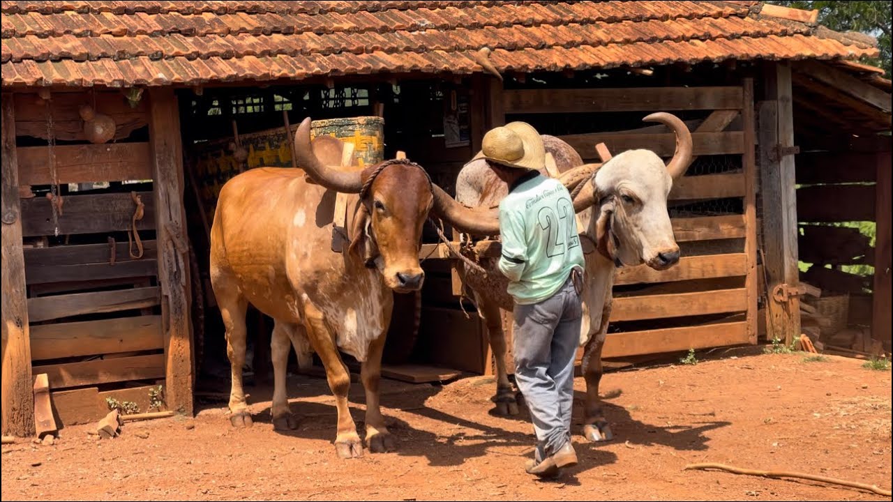 GUARDANDO O CARRO DE BOI NO ESQUEMA ANTIGO-(27/01/2024)