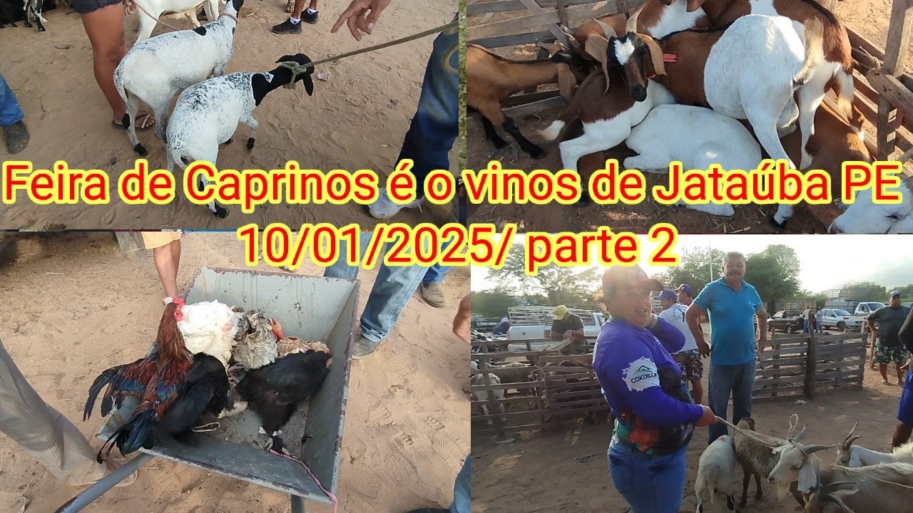 Feira de Caprinos é o vinos de Jataúba PE 10/01/2025/ parte 2