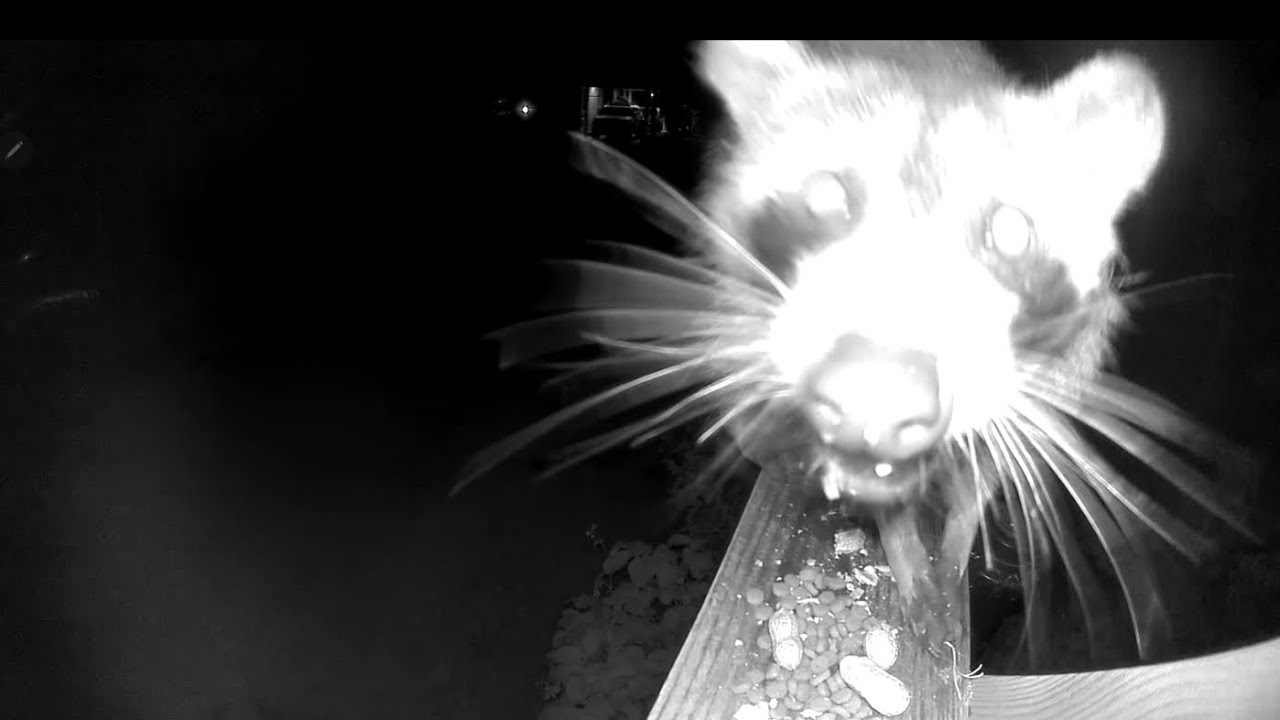 Rocky Raccon Peanut Suprise