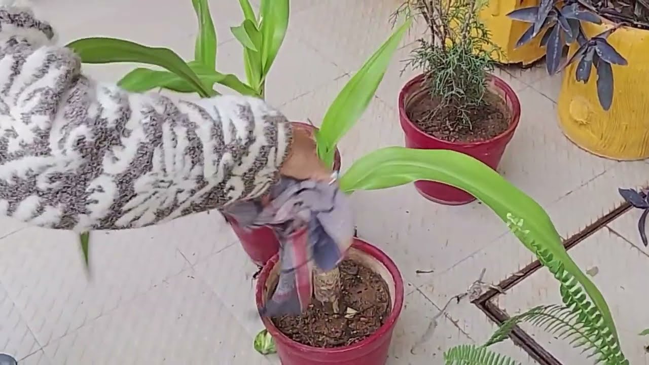 Permanent plant कैसे करेंदेखभाल। हेल्दी रहेंगेप्लांट।  like  subscribe  comment  share ।।  beginners