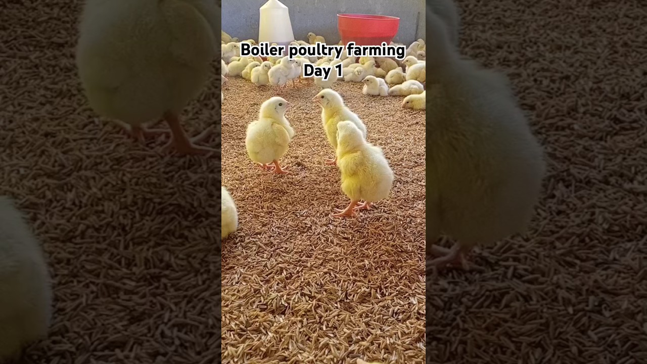 First day of broiler chick |first day management chicks |boiler poultry farming day 1 #viralvideo