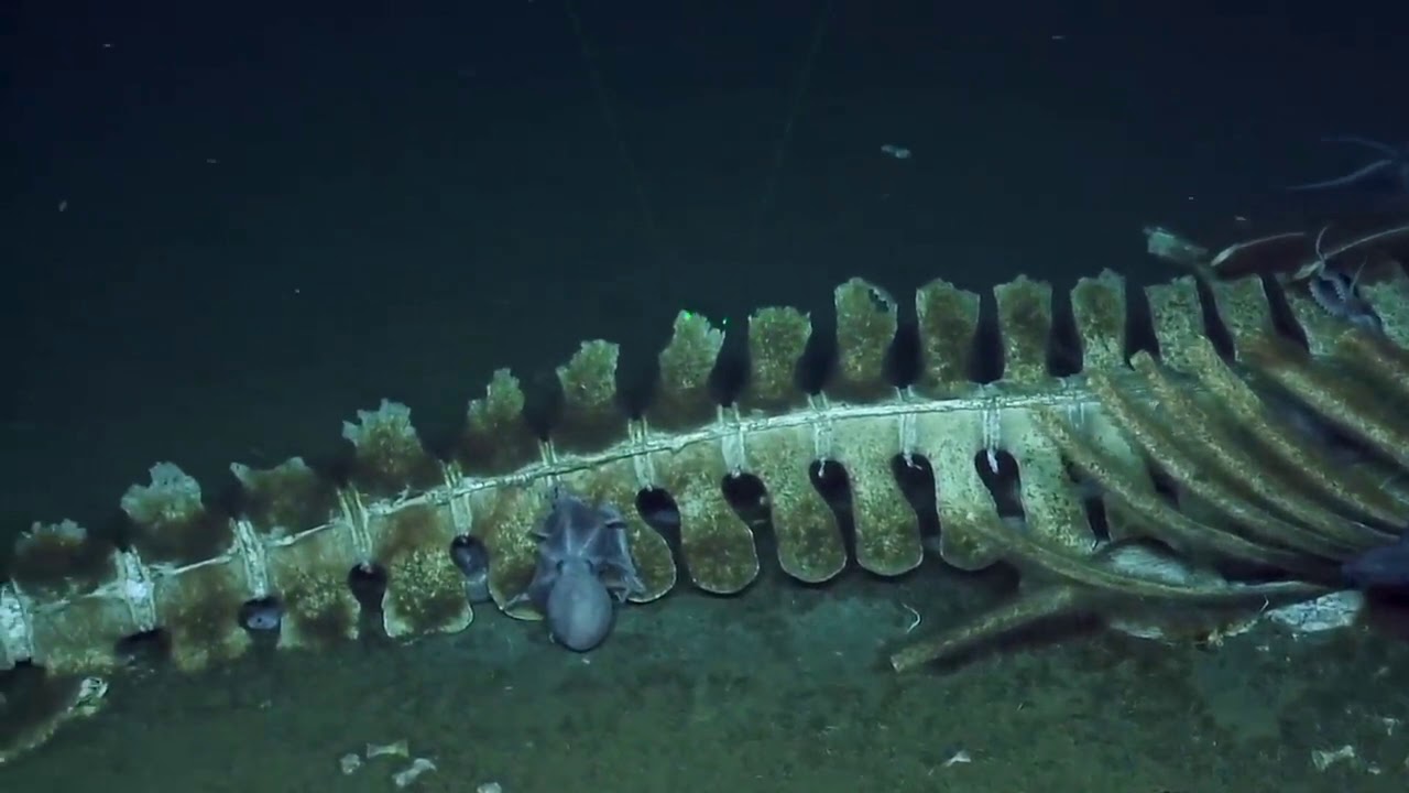Whale Fall on Sea Floor- Unit 7.4 Matter Cycling & Photosynthesis Lesson 15