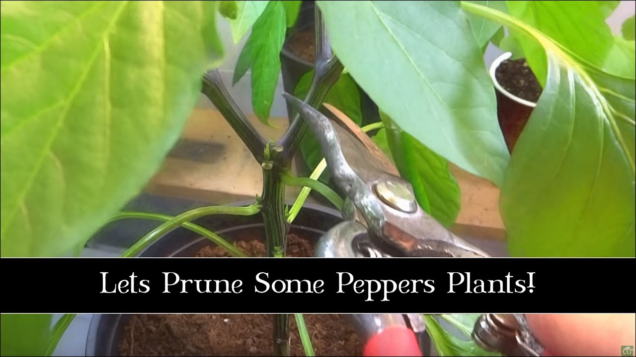 Lets Prune Some Peppers Plants!