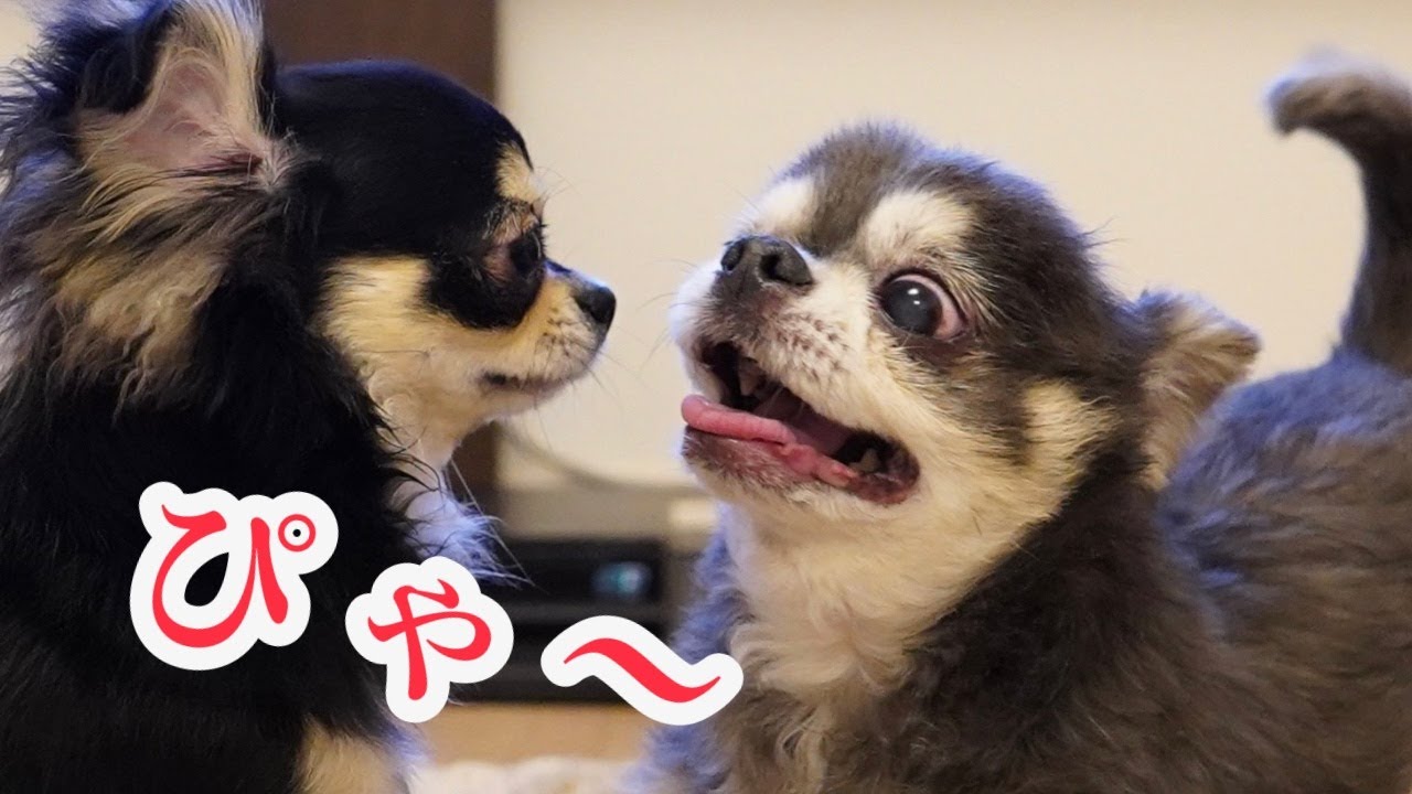 8か月パピーとはしゃぐ13歳のチワワ【犬】