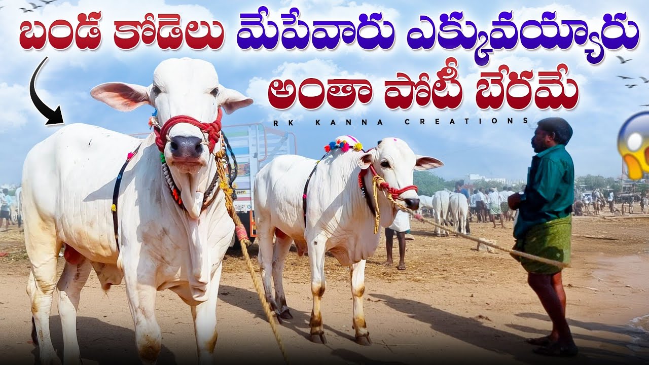 పెబ్బేరు సంతలో ఒంగోలు జాతి పాలపల్ల కోడెల రేట్లు-pebbair ongole cattle market-pebbair ongole ox mandi
