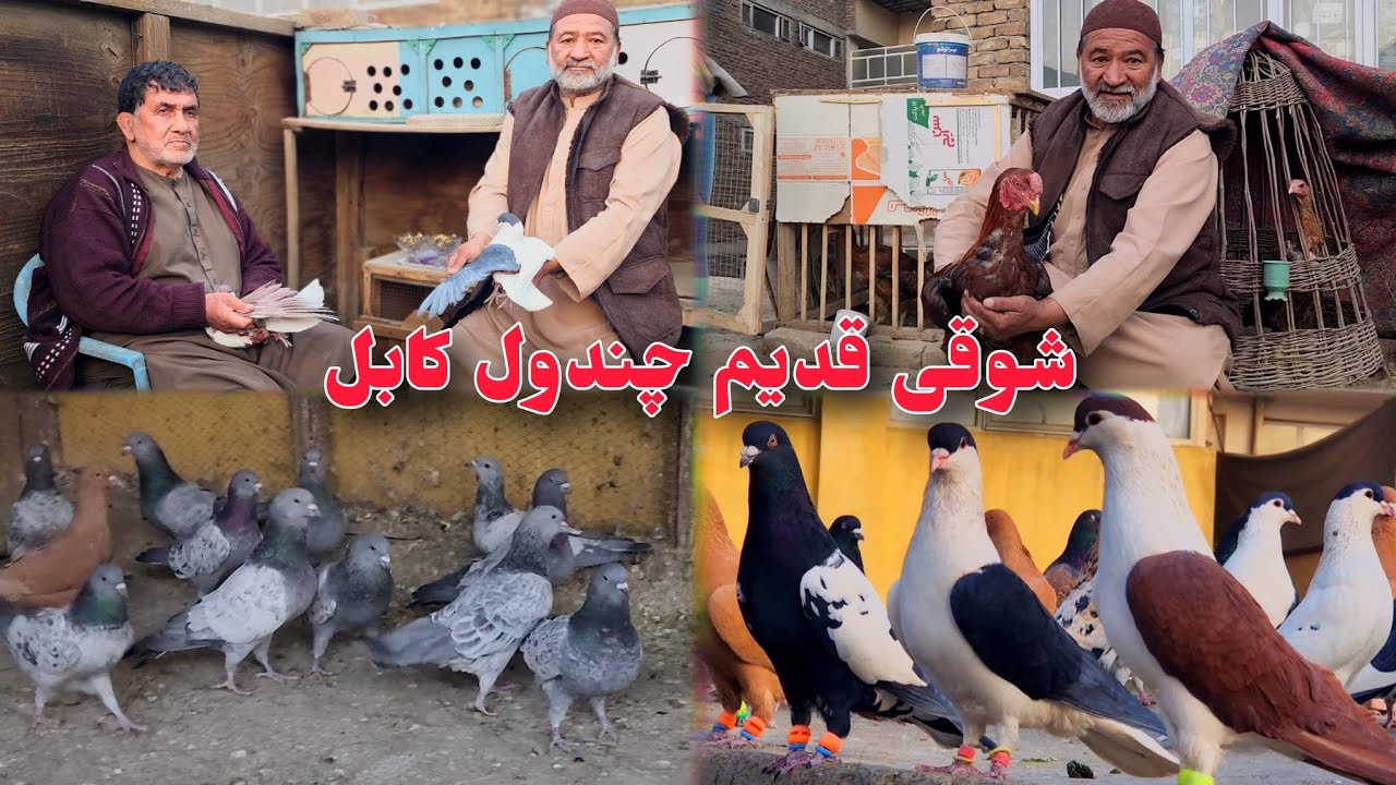 برنامه جدید استاد پهلوان سمع...