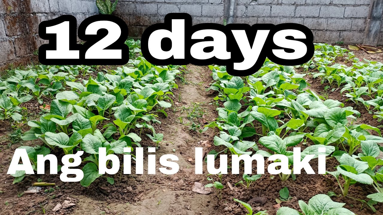 Paano magtanim Ng petsay na mabilis lumaki?   libangan sa back yard.