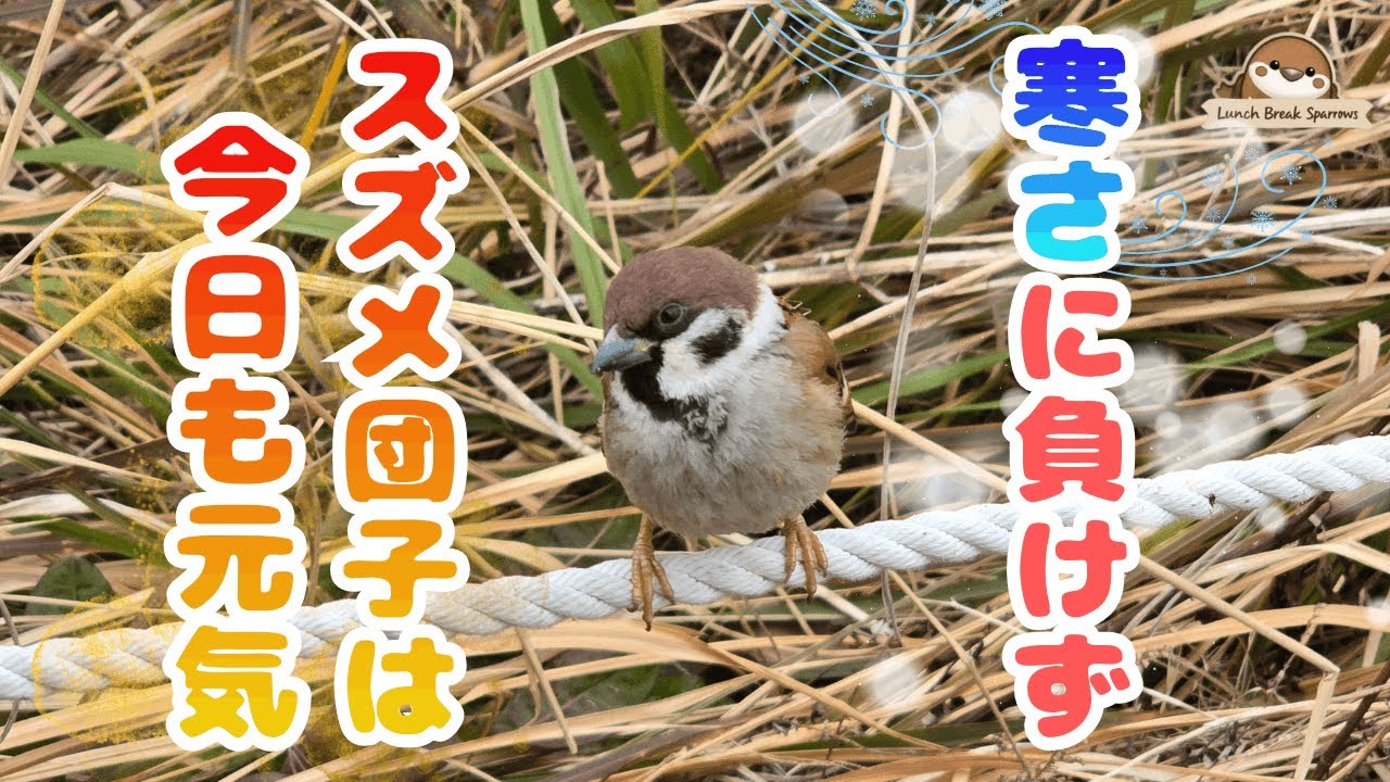 寒さに負けず、スズメ団子は今日も元気　2026年1月30日のスズメ　#スズメ #鳥 #すずめ #sparrow #癒し #可愛い #birds #鳥好き #野鳥 #japanesesparrows