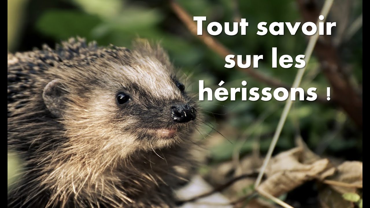 Tout savoir sur les hérissons 🦔