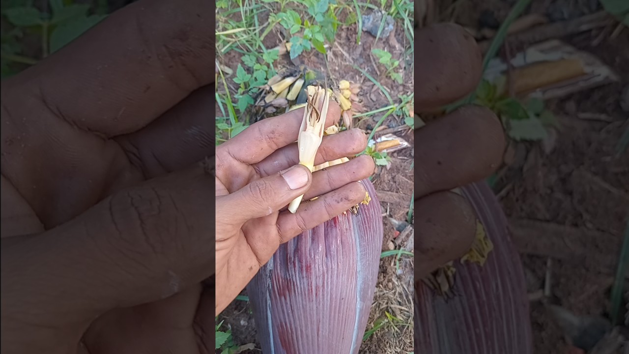 CoMo FazeR o XaRoPe do CoRaÇão da BaNaNeiRa CaseiRo É SiMplEs ToDa GloRia de Jesus Cristo 😇🕊📖🌿💊🍵🙏🏽🍌🥰