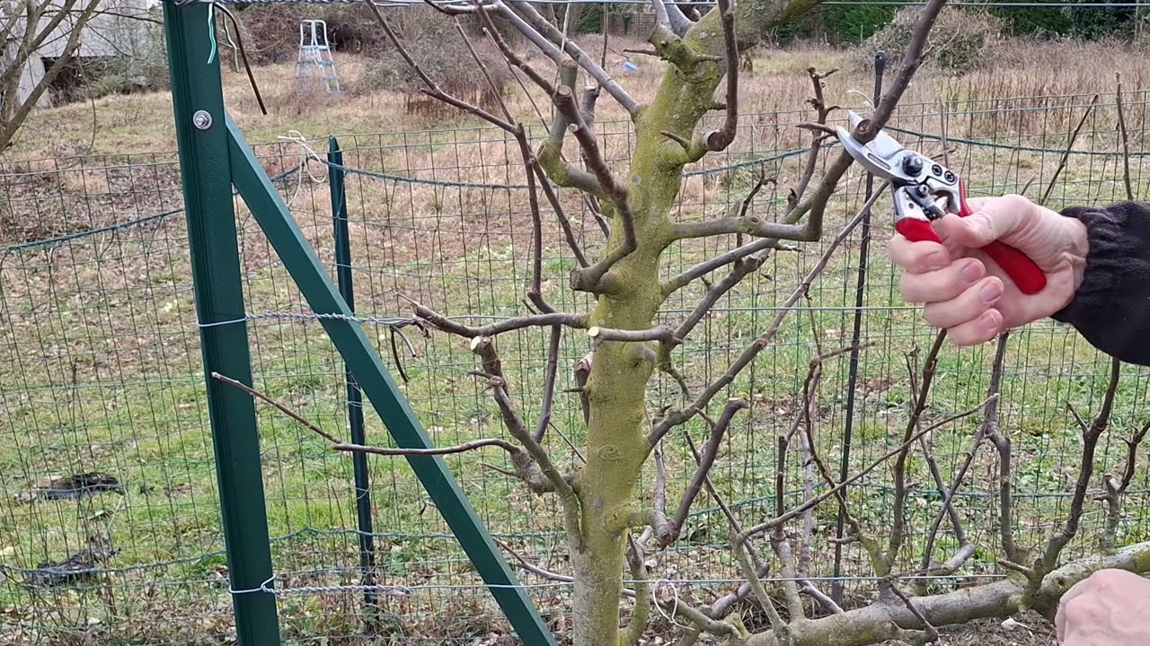TAILLE DES RAMEAUX EN HIVER